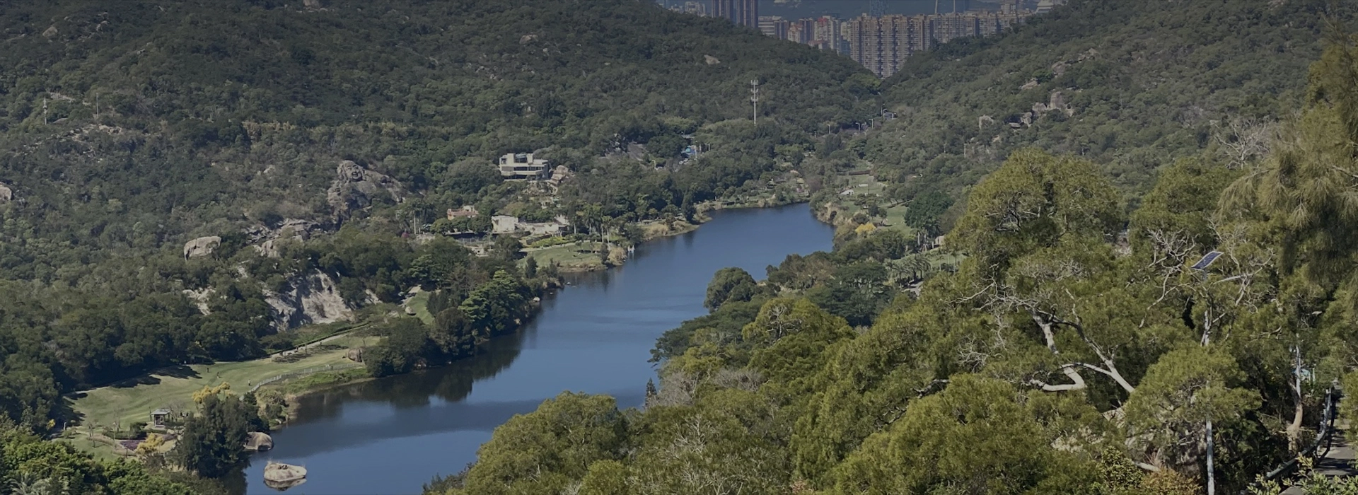 হার্লুক্যালিলিকের